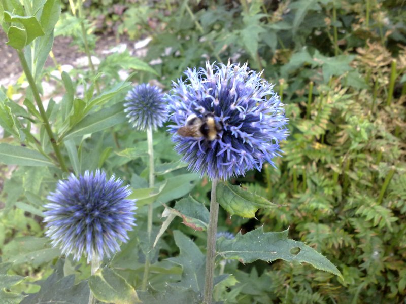 Echinops bannaticus Globe thistle